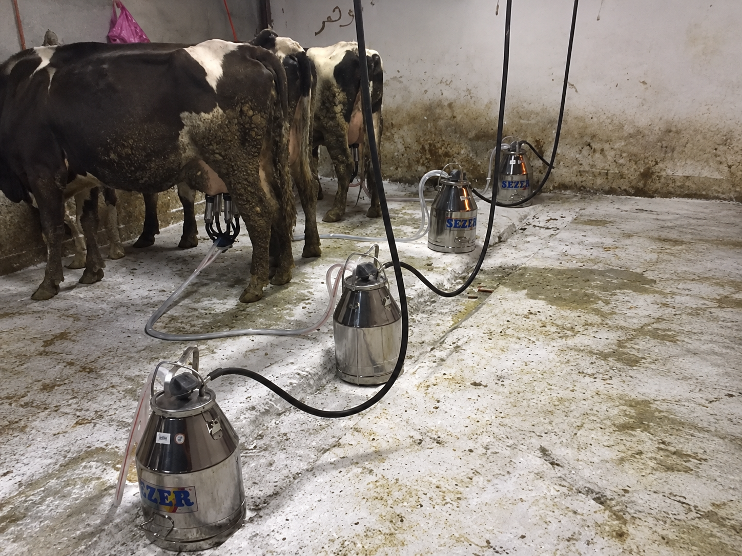 Milk to Bucket Milking System
