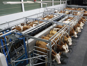 Parallel Rapid Exit Milking System